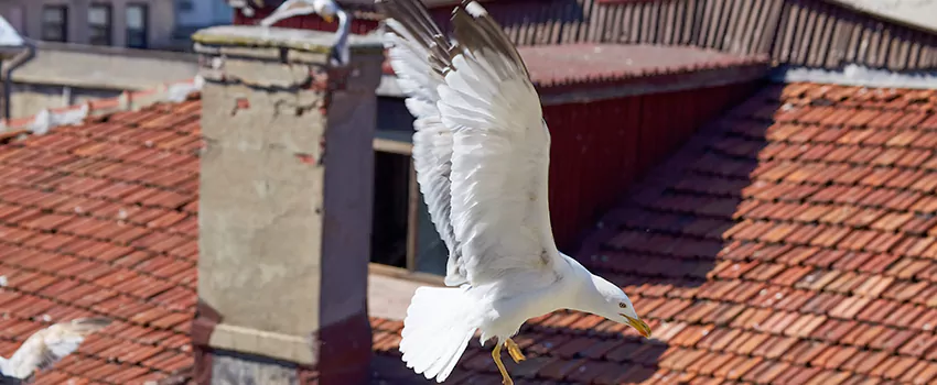 Residential Chimney Animal Removal Solution in Elk River, MN