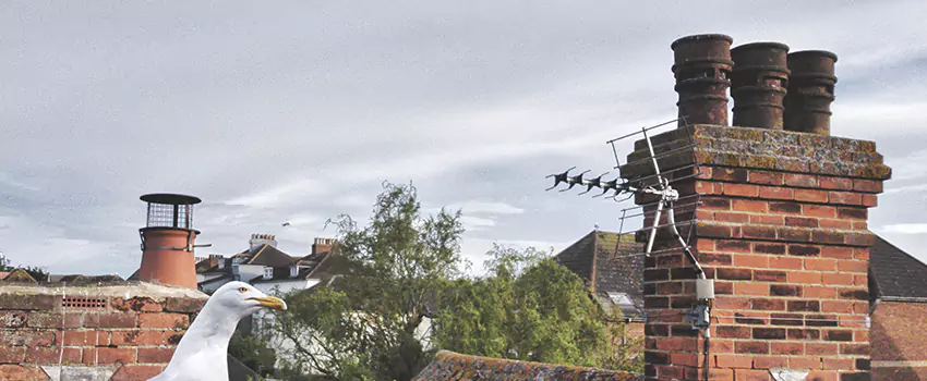Chimney Cleaning And Restoration in Elk River, Minnesota